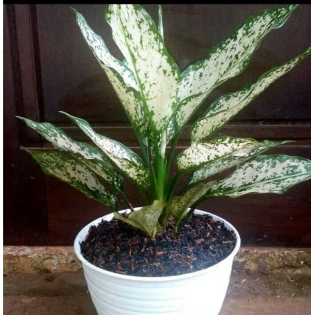 Aglaonema Snow White / 白雪粗肋草 / Aglonema Putih Salju / अग्लोनेमा स्नो वाइट – Air Purifying, Elegant Foliage, Easy to Grow