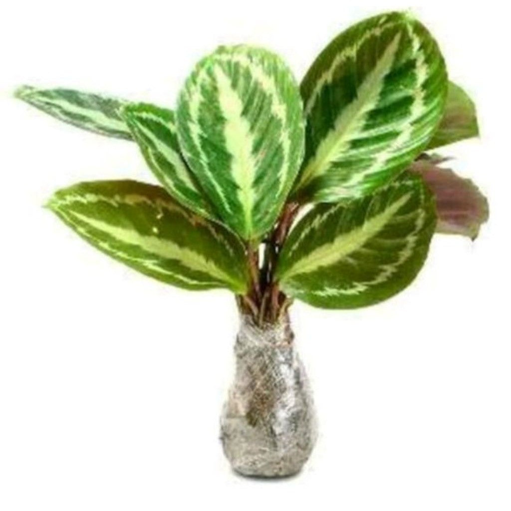 Calathea Silver Back / 银背竹芋 / Pokok Meranti Silver Back / चांदी कैलाथिया पौधा (Singapore: Calathea Silver Back) – Shiny