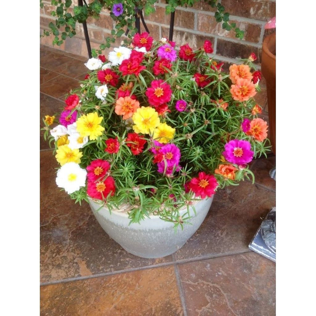 Mossrose Double Flower / 马齿苋花 / Krokot Sutra Bombay / मॉस रोज पौधा (Singapore: Portulaca Grandiflora) – Colorful Blooms,