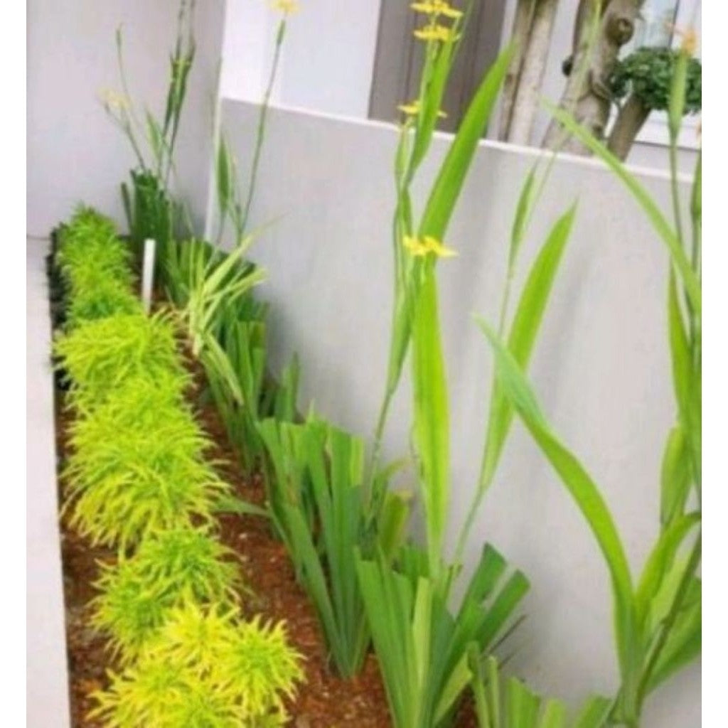 Yellow Louisiana Iris / Airis Bunga Kuning / 路易斯安那黄鸢尾花 / पीला आइरिस पौधा – Bright Blooms, Easy Care, Water-Loving, Long-