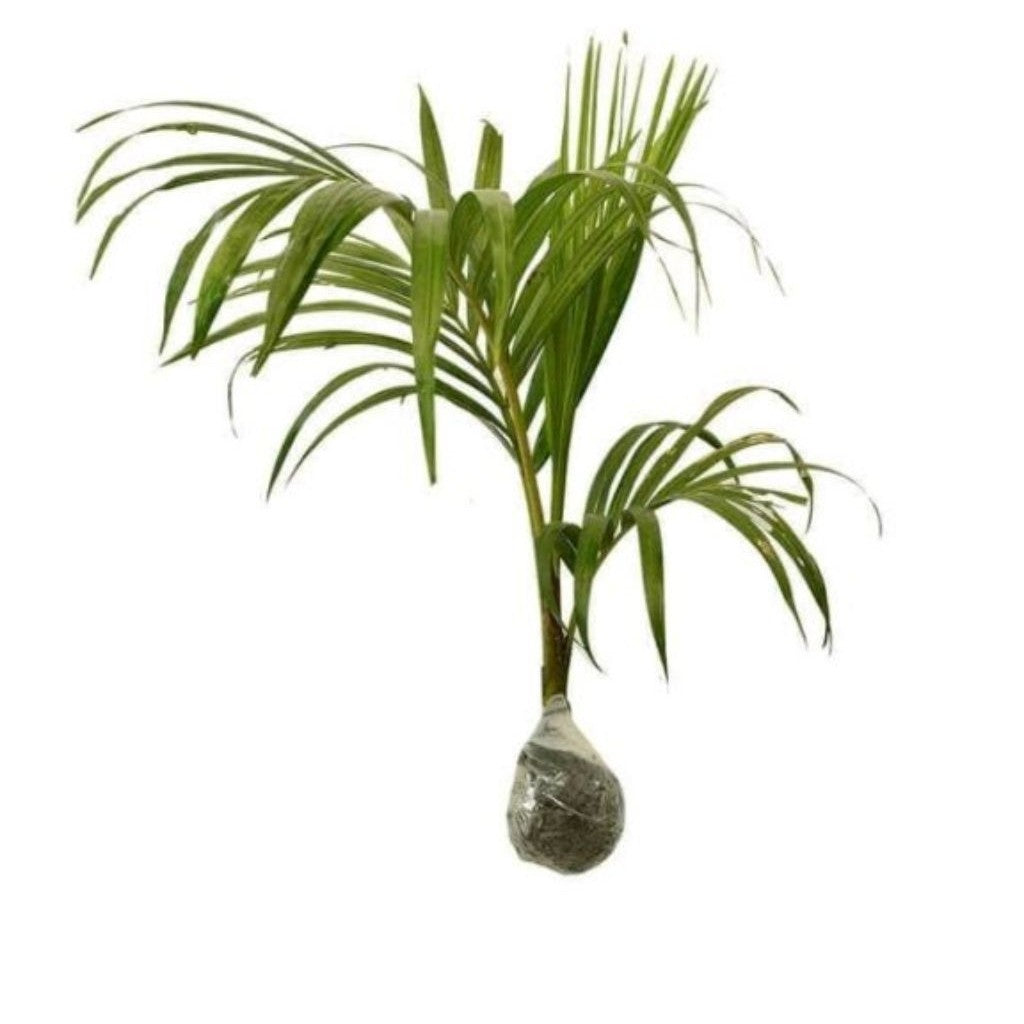 Golden Areca Palm / 金黄散尾葵 / Palem Kuning / सुनहरा पाम – Air Purifying, Easy Care, Indoor Friendly, Tropical Green, Healt