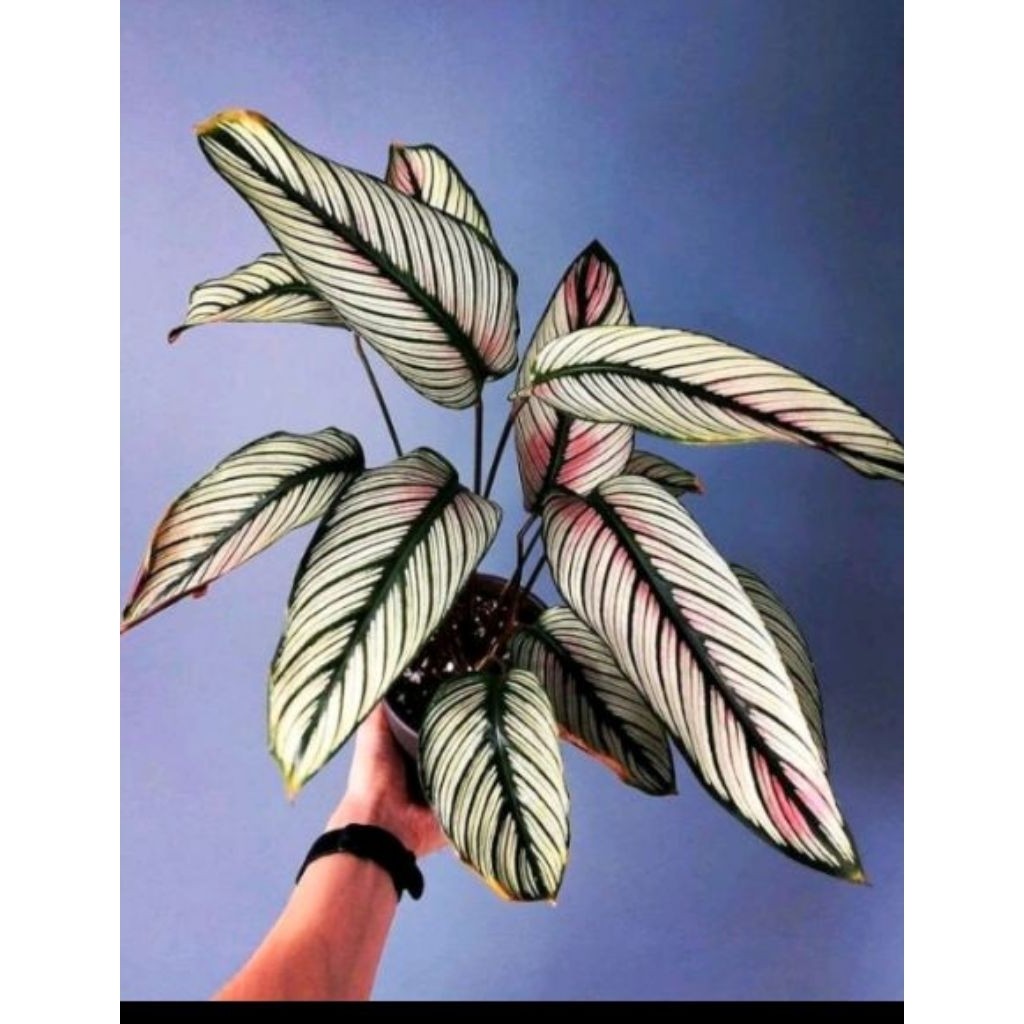 Calathea White Star / 白星美人蕉 / Pokok Meranti Bintang Putih / कैलाथिया व्हाइट स्टार पौधा (Singapore: White Star Calathea)