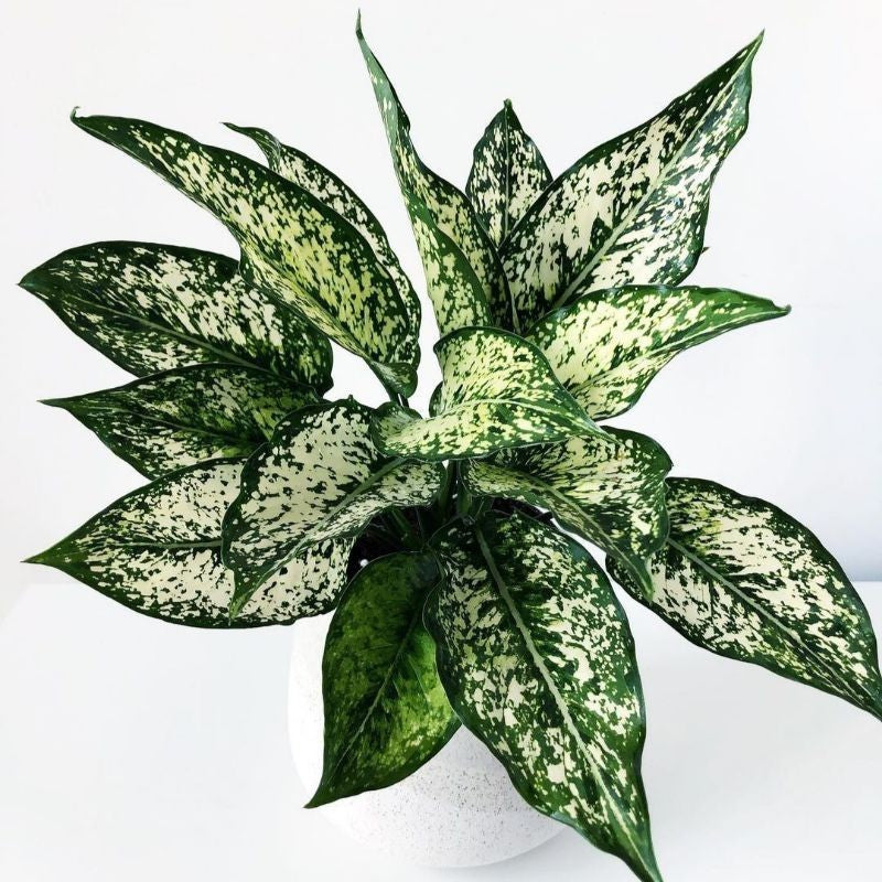 Aglaonema Snow White / Aglonema Putih Salju / 白雪粗肋草 / अग्लोनेमा स्नो वाइट – Air Purifying, Easy to Grow, Bright Foliage,