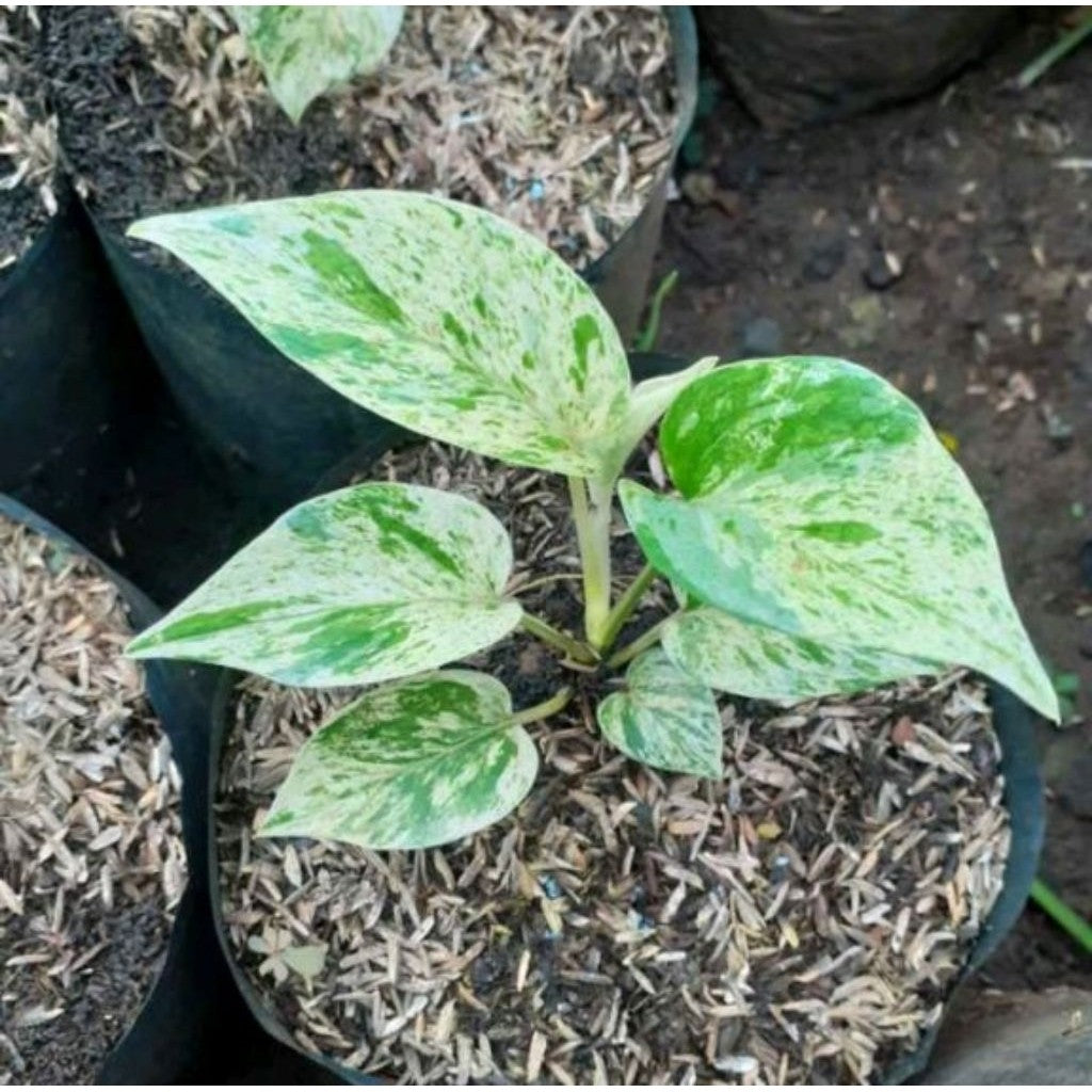 Marble Pothos Variegata / 大理石黄金葛 / Sirih Gading Varigata / संगमरमर मनी प्लांट (Singapore: Marble Money Plant) – Air-Grow