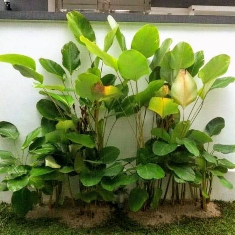 Calathea Luthea / 黄叶竹芋 / Pokok Calathea Pisang / कैलाथिया ल्यूथिया पौधा (Singapore: Calathea Luthea) – Tropical Leaves,