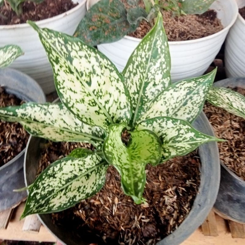 Aglaonema Snow White / 雪白银皇后 / Aglonema Putih / स्नो व्हाइट पौधा (Singapore: Snow White Aglaonema) – Elegant Foliage, Ai