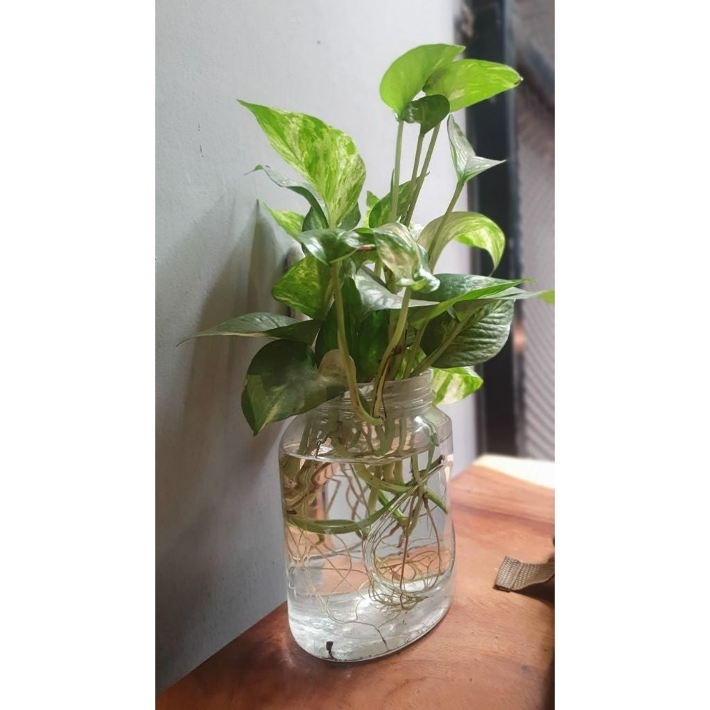 Variegated Money Plant / 斑叶绿萝 / Pokok Sirigading Varigata / मनी प्लांट वरिगाटा (Singapore: Variegated Pothos Plant) – Wa