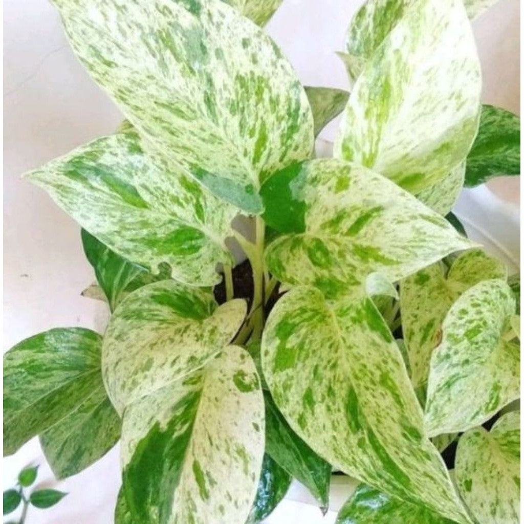 Marble Pothos Variegata / 大理石黄金葛 / Sirih Gading Varigata / संगमरमर मनी प्लांट (Singapore: Marble Money Plant) – Air-Grow