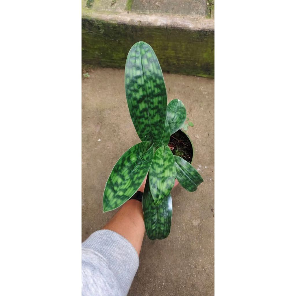 Paphiopedilum superbiens by ZamZam Plant