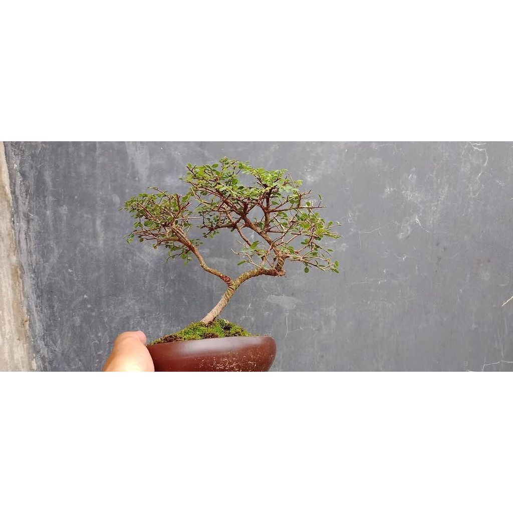 Chinese elm/ulmus micro size small 18 cm by Arisha Bonsai