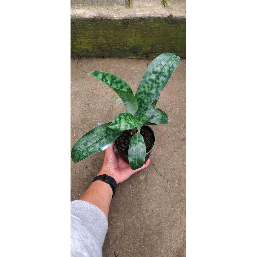 Paphiopedilum superbiens by ZamZam Plant