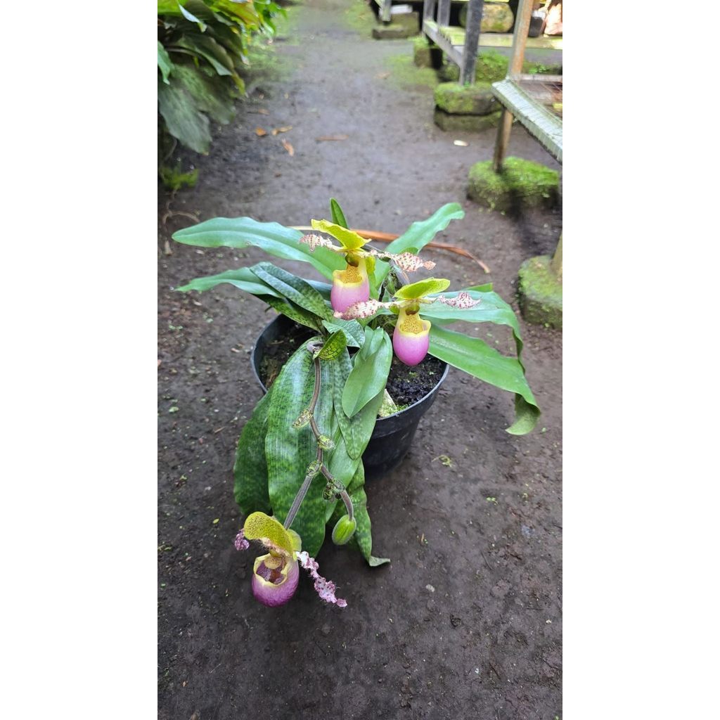Rare Paphiopedilum Dodyanum in Clump by Anita