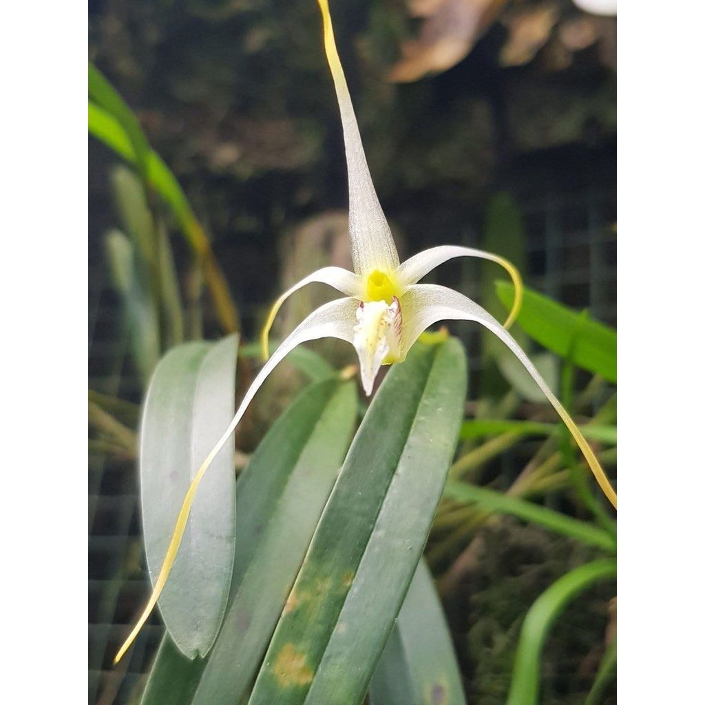 Dendrobium tentaculatum by Andika