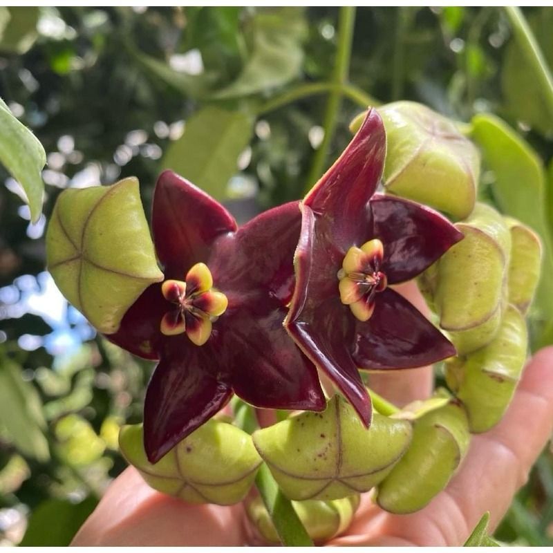 Hoya Affinis