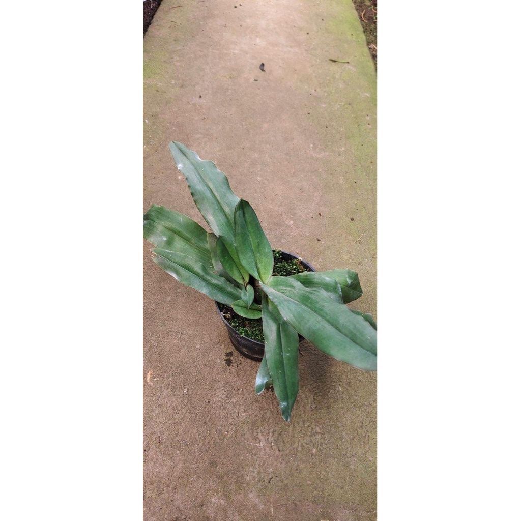 Paphiopedilum moquetianum by ZamZam Plant