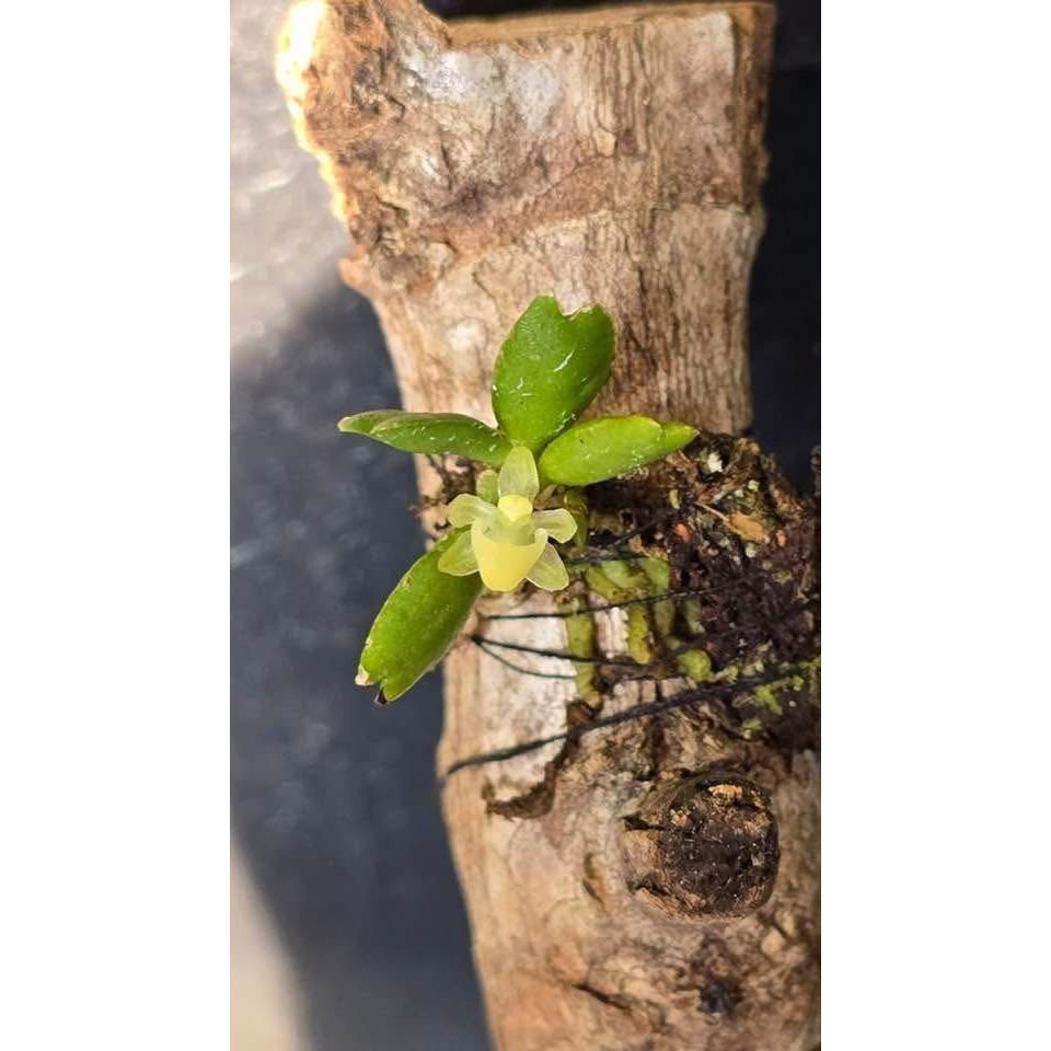 Chroniochilus Thrixspermoides by Nafisa