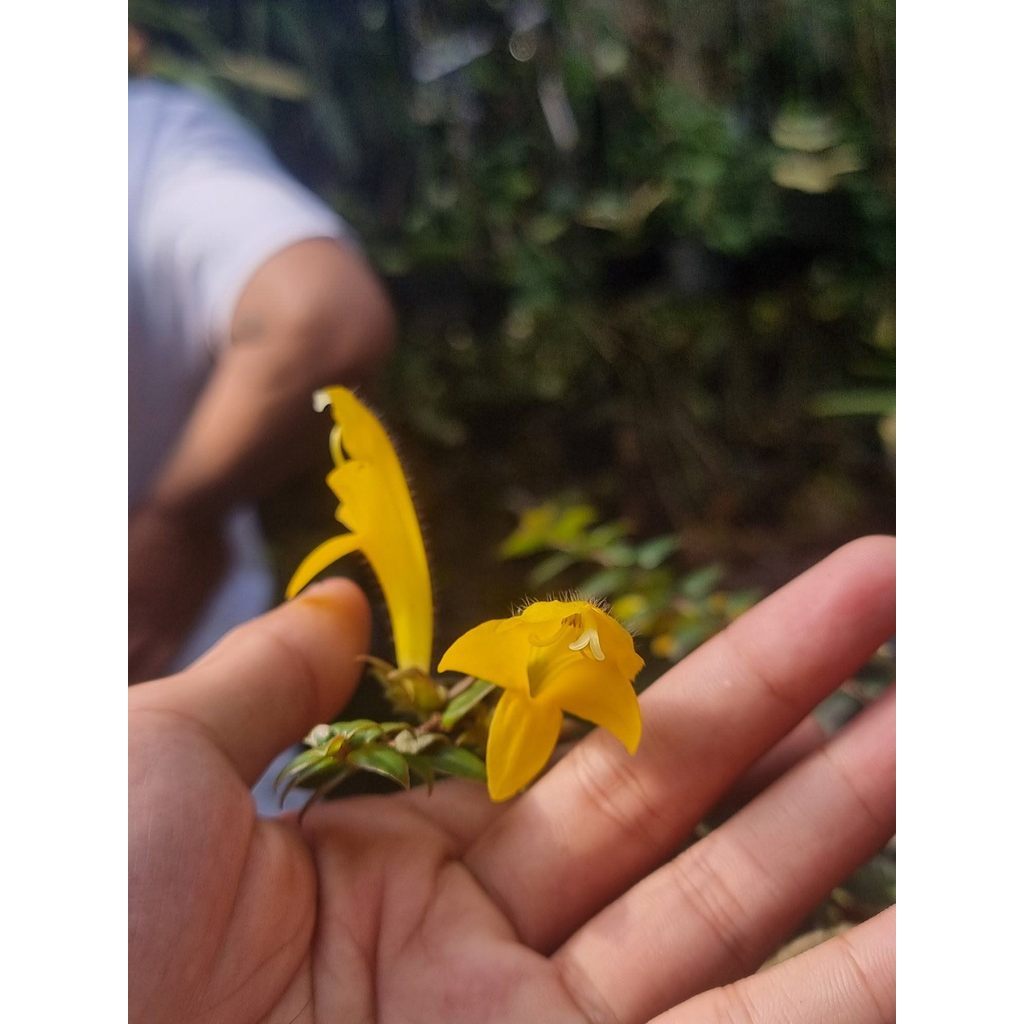 lipstick yellow by agung