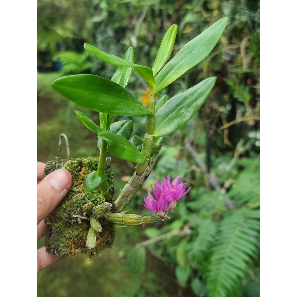 Dendrobium Bracteosum by agung jihan