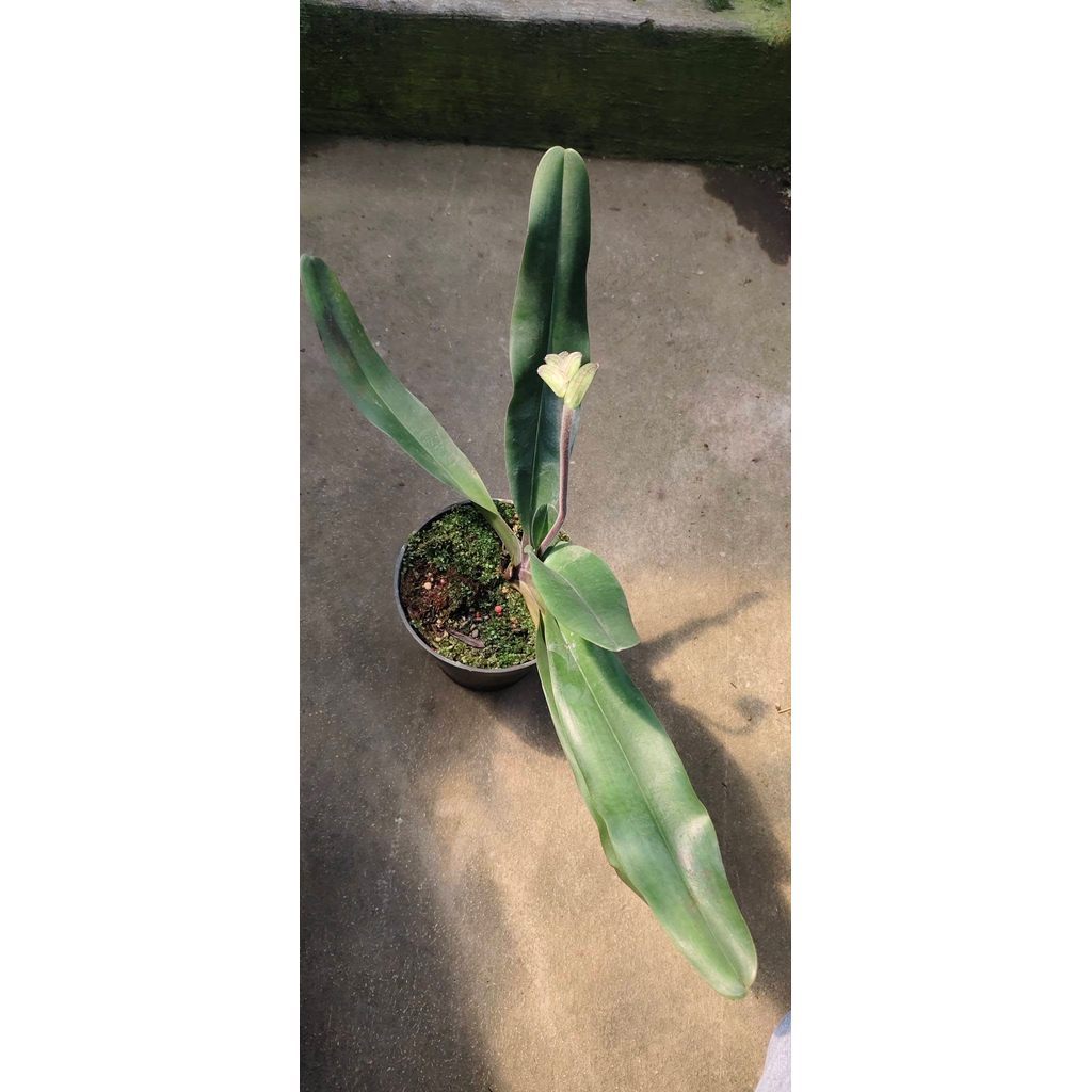 Paphiopedilum Victoria reginae by zamzam plant