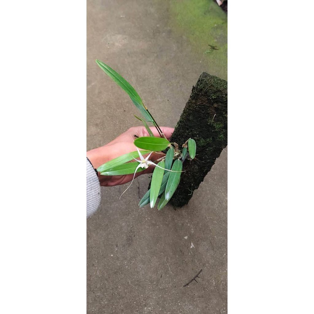 Dendrobium section diplocaulobium by ZamZam Plant