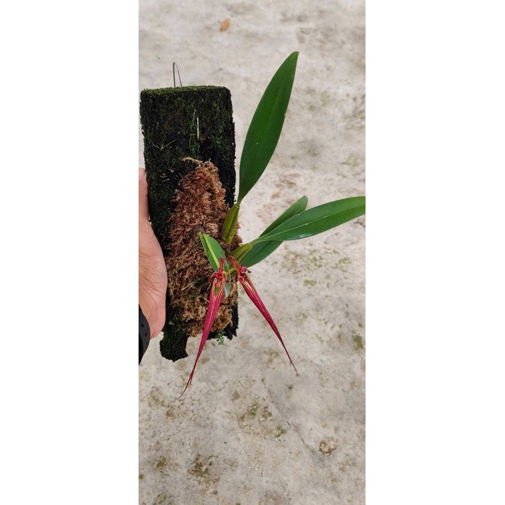 Bulbophyllum wendlandianum by ZamZam Plant