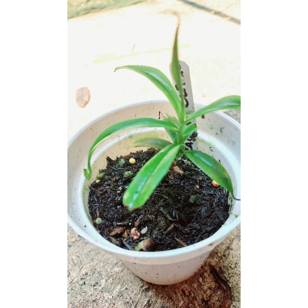Nepenthes Gracilis black