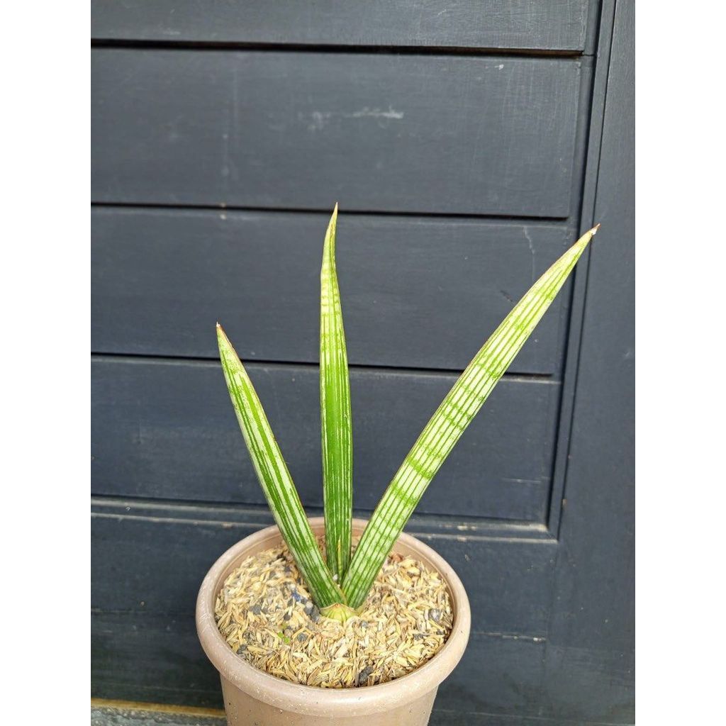 Sansevieria Flha Java 20 cm by Thie Julpa