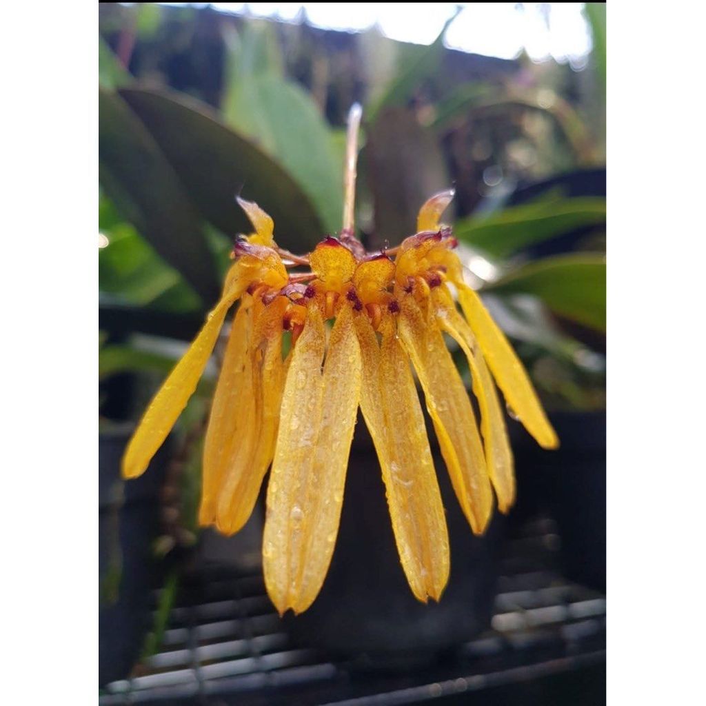 Bulbophyllum longiflorum yelow by Andika