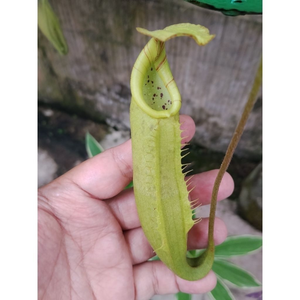 Nepenthes Minima X Veitchii