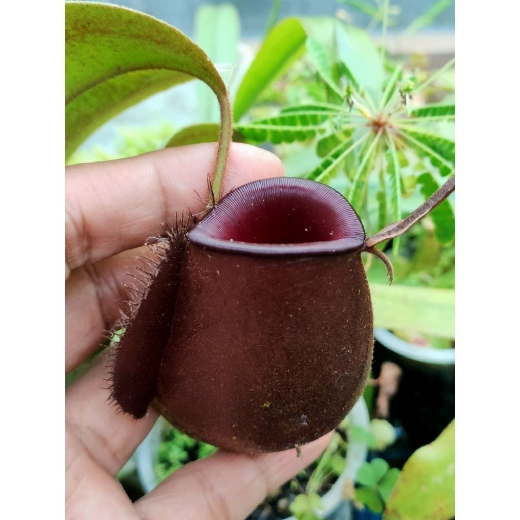 Ampullaria Brown