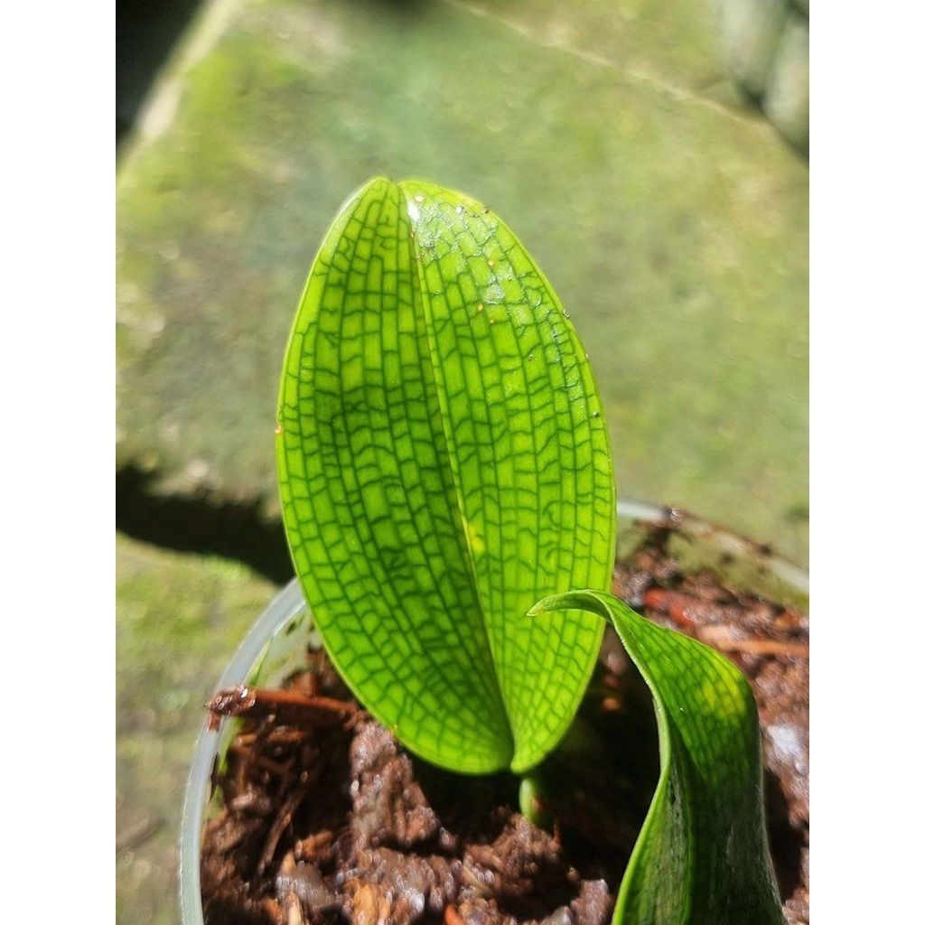 Bulbophyllum reticulated by agung jihan