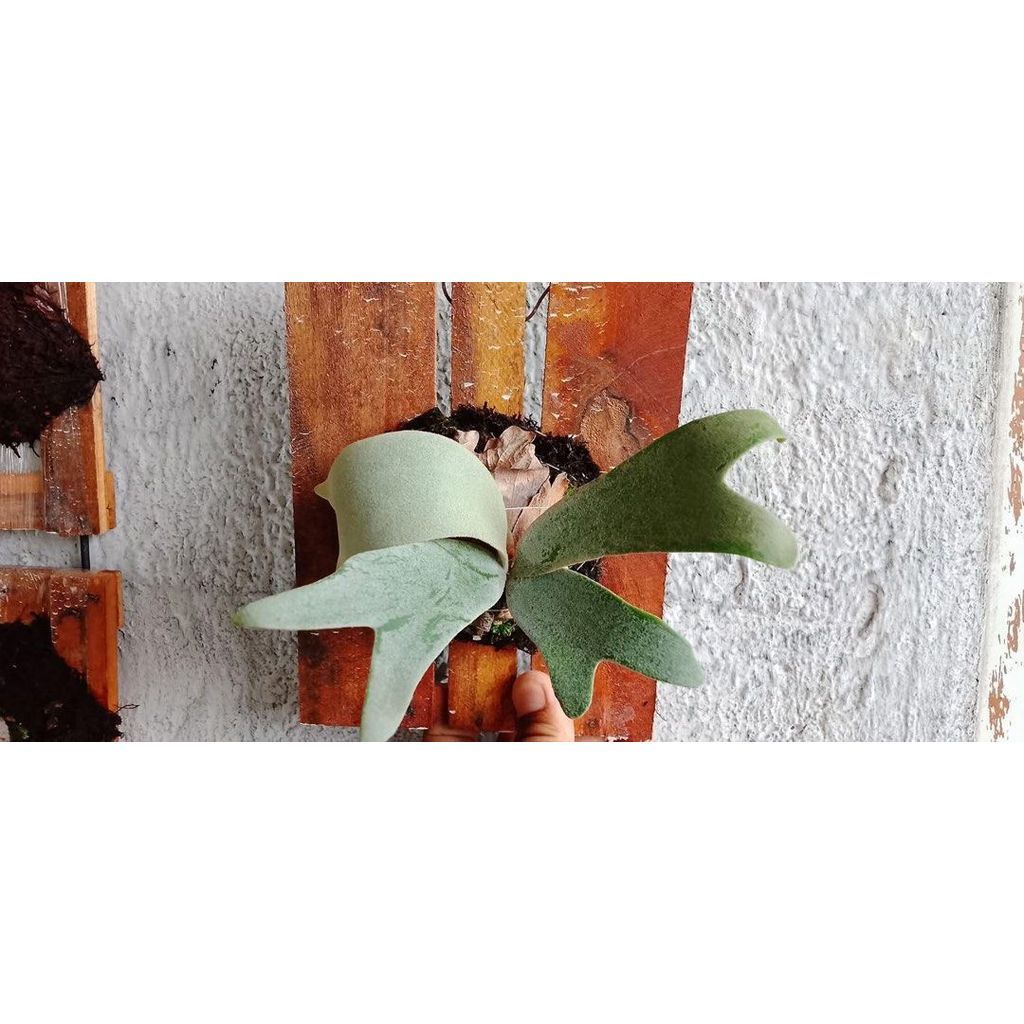 Platycerium willinckii Dwarf silver by Arisha Bonsai