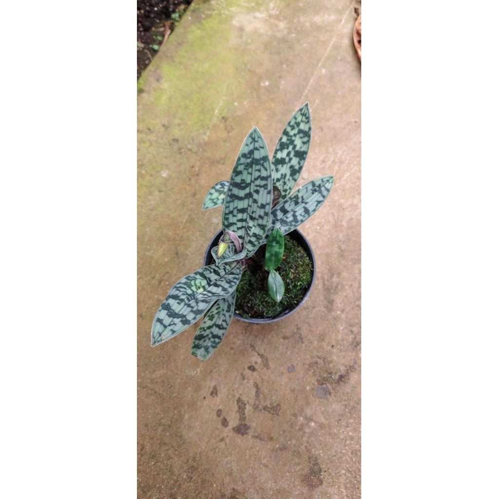 Paphiopedilum Tonsum var red leaf by ZamZam Plant