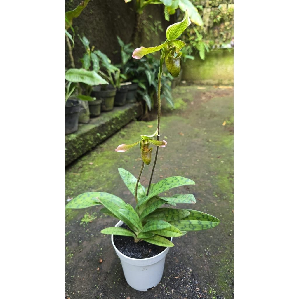 Rare Paphiopedilum Javanicum in Pot 5 Plants by Anita Orchids