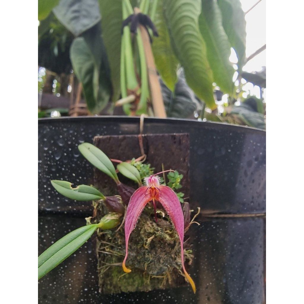 Bulbophyllum longicaudatum by Agung Jihan