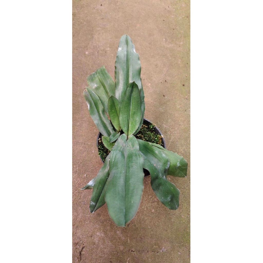 Paphiopedilum moquetianum by ZamZam Plant