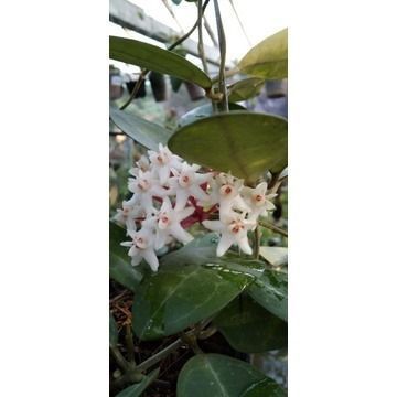 Hoya eli[tika