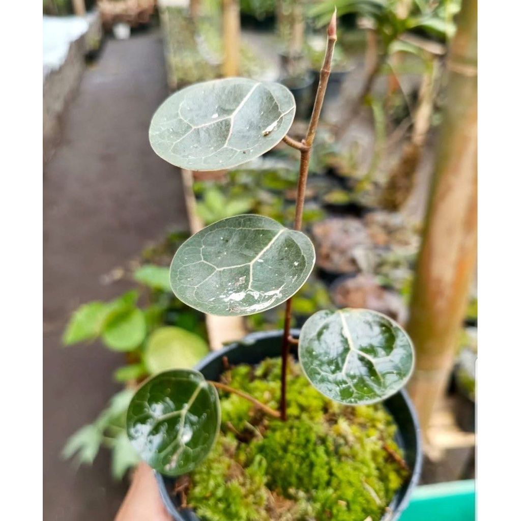 Ficus Deltoidea The Jewel of Tropical Foliage by Andika