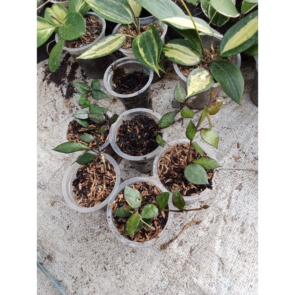 Hoya Lacunosa Black