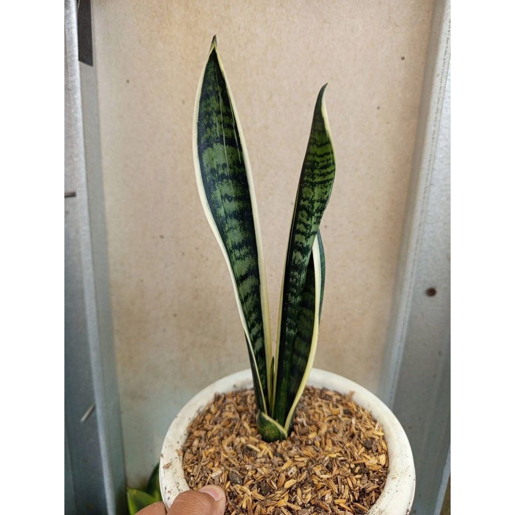 Sansevieria White twist Price by Thie Julpa