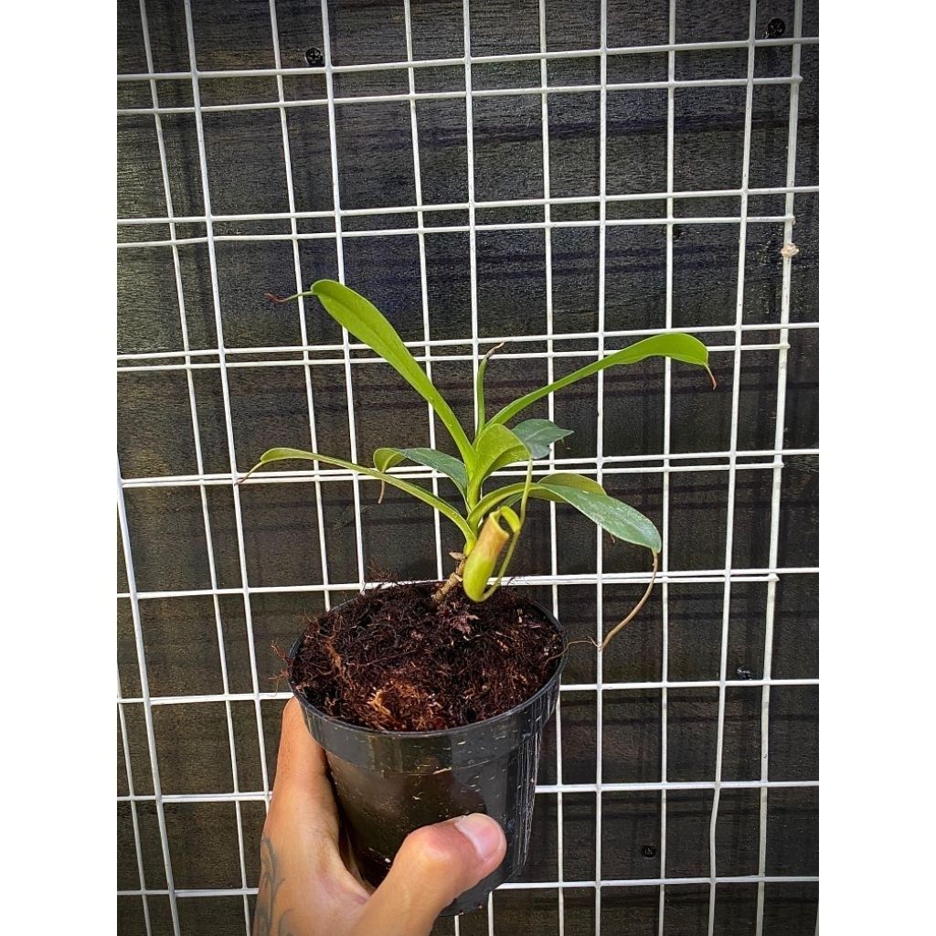 Nepenthes Ventricosa x campanulata