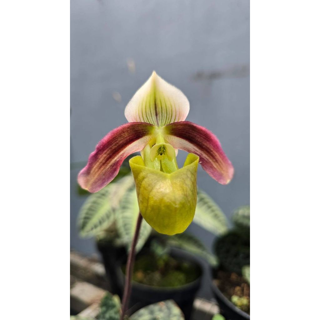 Rare Paphiopedilum Violascens in Pot  4 Plants by Anita
