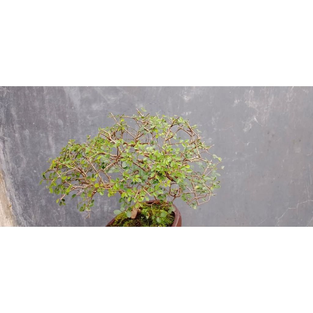 Chinese elm/ulmus micro size small 18 cm by Arisha Bonsai