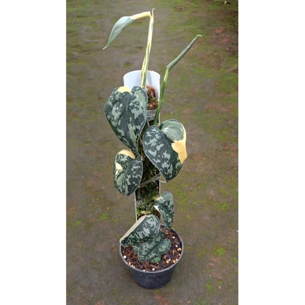 Scindapsus mayari Philippines by Yusup Bonsai