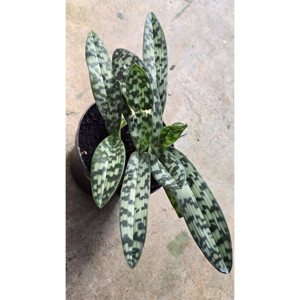 Rare Paphiopedilum Violascens in Pot  4 Plants by Anita