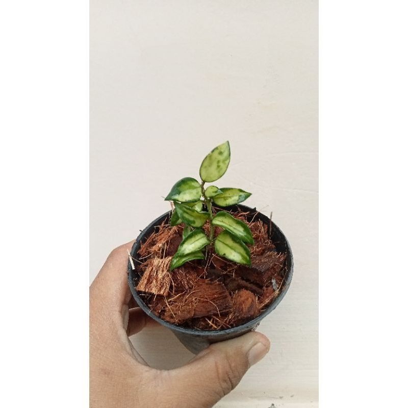 Hoya lacunosa bruno