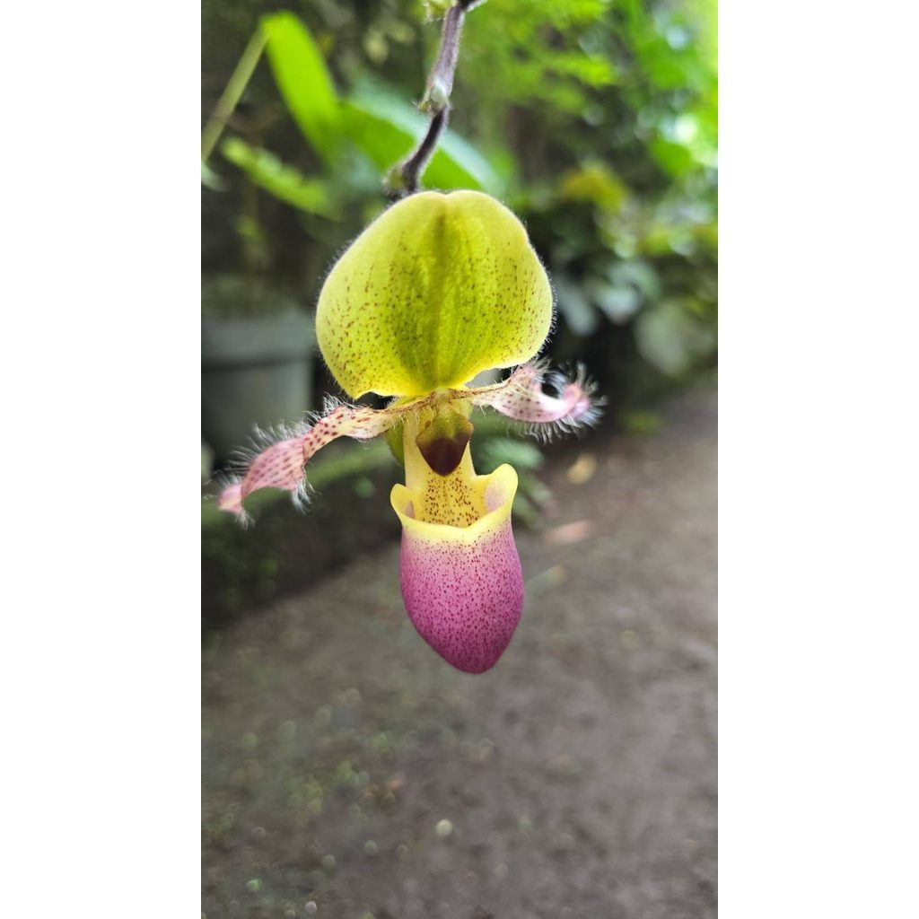 Paph moquetianum in pot 4 pcs