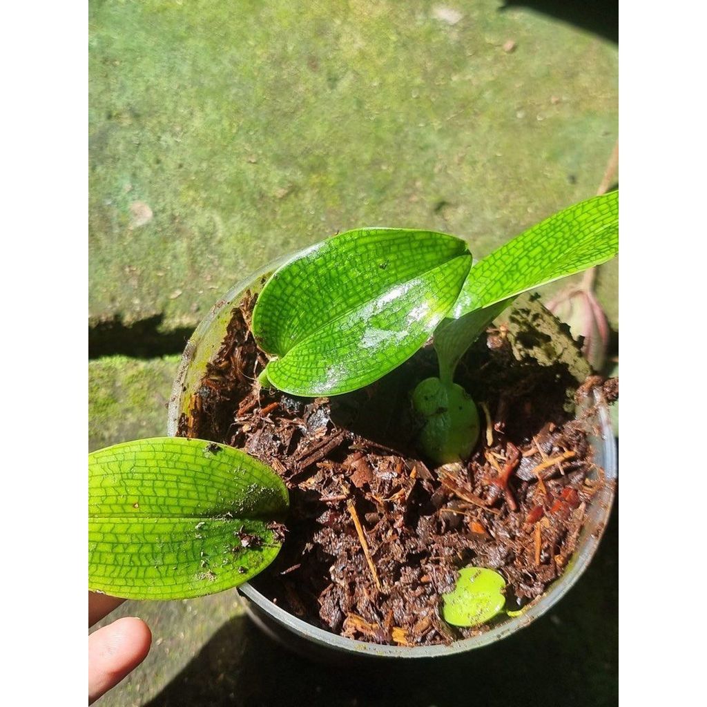 Bulbophyllum reticulated by agung jihan