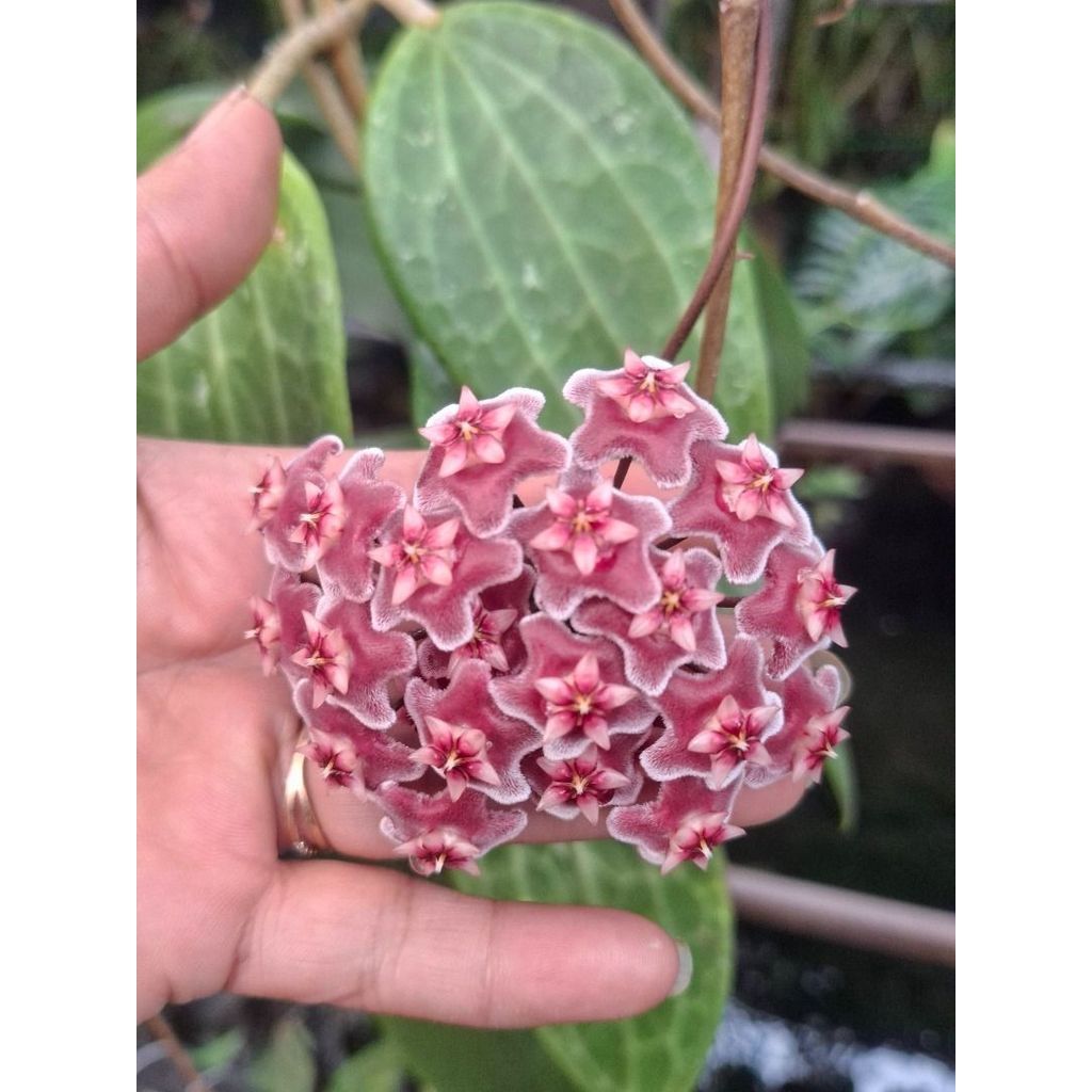 Rare hoya macrophylla Tropical Indoor plant