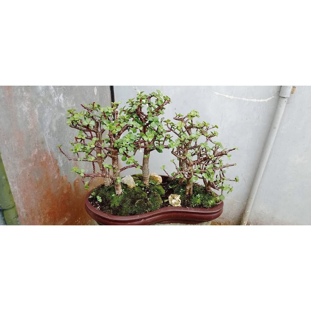 Portulacaria Afra panorama by Arisha Bonsai